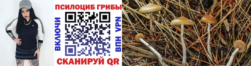 сколько стоит  Заводоуковск  Галлюциногенные грибы GOLDEN TEACHER 