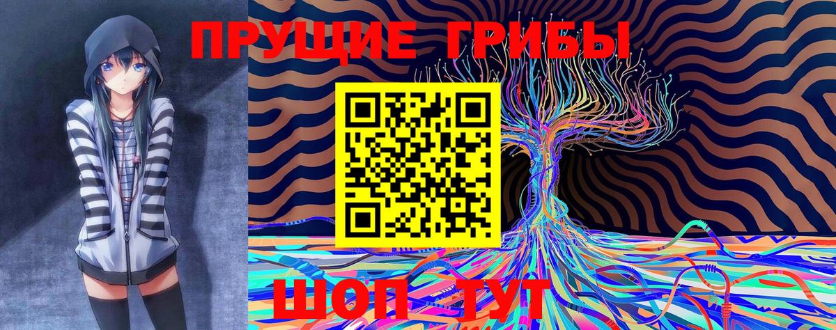 Галлюциногенные грибы Psilocybe Заводоуковск